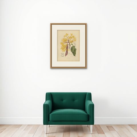 Original Antique Botanical Chromolithograph of Yellow Saraca, c.1880, shown framed on a wall