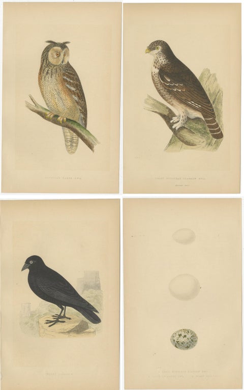 Set of 4 Antique Bird Prints of Two Owls, a Black Jackdaw and Their Eggs, view 2