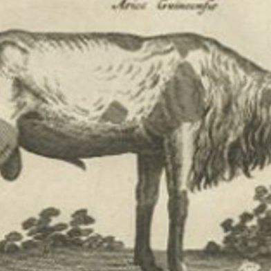 Antique Print of a Lama, a Guinea Pig and Guinea Sheep & Collared Peccary, 1657, close-up 2