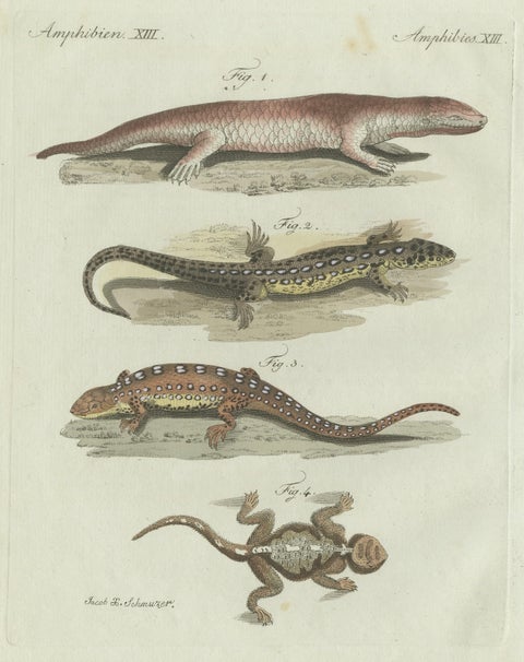 Original Antique Print of Four Exotic Lizards by Bertuch, 1802, close-up 5