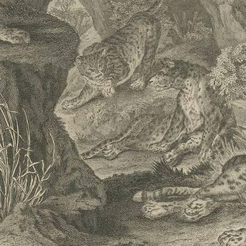 Antique Print of Leopards by J.S. Müller, 1794, close-up 2