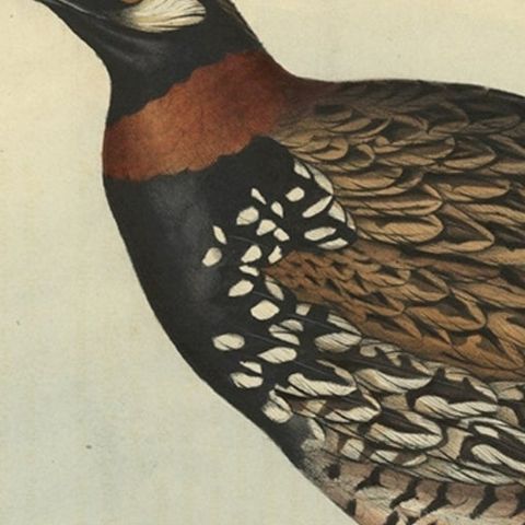 Expertly Original Hand-Coloured Bird Print of the Black Francolin, 1832, close-up 2