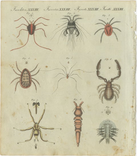 Intricate Arachnids and Insects: Hand-Colored Engraving Published in 1805, view 2
