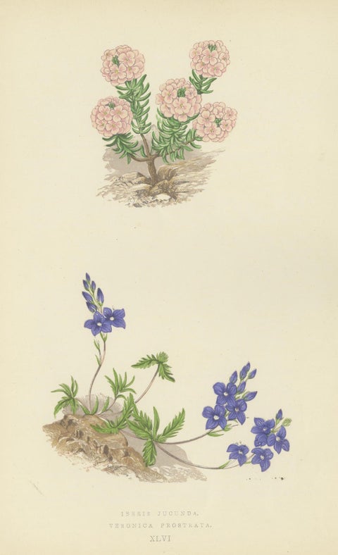 Alpine Botanical Lithograph Quartet: Micomeria, Edelweiss, Primula, and Arabis, close-up 3