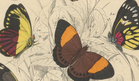 Wings of Elegance: Hand-Colored 1849 Lithograph of Exotic Butterflies, close-up 2