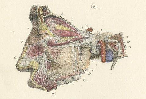 Nerves of the Nose, Palate and Upper Jaw, Antique Hirschfeld Anatomy Print, 1866, view 3