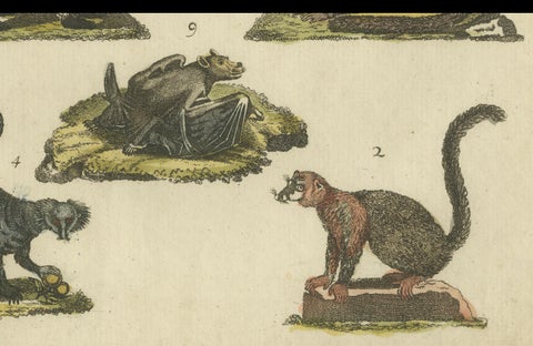 Hand Colored Antique Print of Lemurs and the extinct Mauritian Flying Fox, 1820, close-up 1
