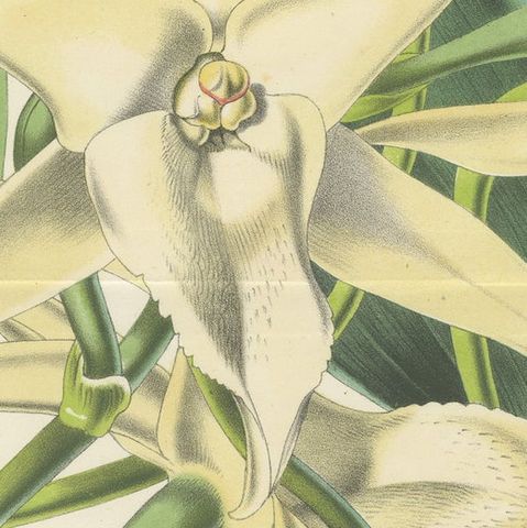 Comet Orchid (Darwin's Orchid): Hand-Colored Lithograph by Louis van Houtte 1855, close-up 6