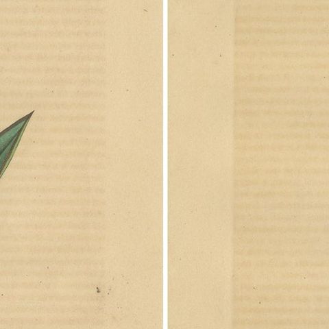 Orchid & Cotton Elegance: A Botanical Legacy in Bloom - Old Engravings of 1845, close-up 2