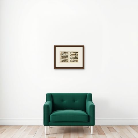 Set of 2 Antique Prints of Butterflies of Africa and America, Published in 1910, shown framed on a wall