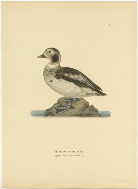 Winter's Youth: A Bird Print of The Young Long-tailed Duck by Magnus von Wright, view 2