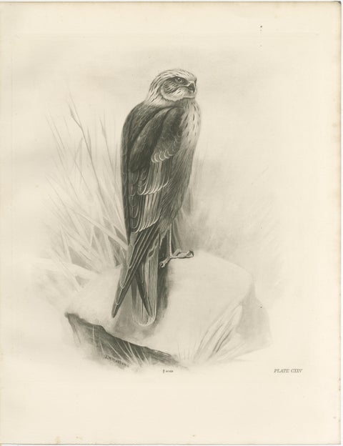 Set of Three British Harrier Bird Lithographs by Stonham, 1908, view 2