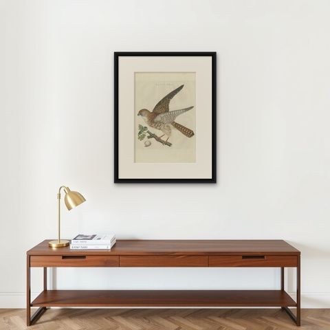 Antique Bird Print of the Eurasian Sparrowhawk by Sepp & Nozeman, 1797, shown framed on a wall
