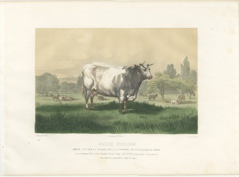Emilie, Durham Shorthorn Cow of Corbon, Antique Print, 1873, view 2