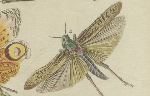 Original Antique Print of Exotic Insects, Lanternfly and Mantis, c. 1790, close-up 1