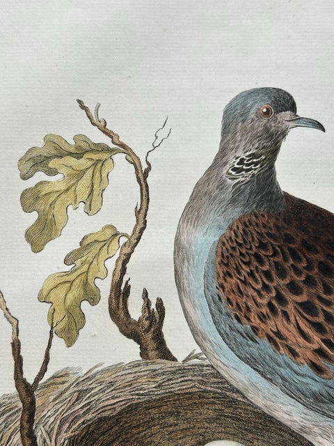 European Turtle Dove with Nest, Antique Bird Engraving, Nozeman & Sepp 1770, view 5