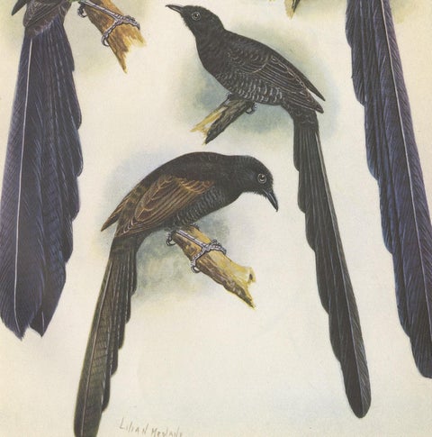 Antique Print of the Long-Tailed Bird of Paradise & the Rothschild's Longtail, view 3