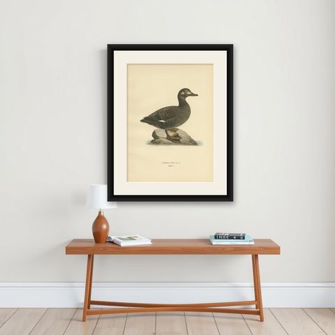 Antique Bird Print of the Velvet Scoter by Von Wright '1929', shown framed on a wall