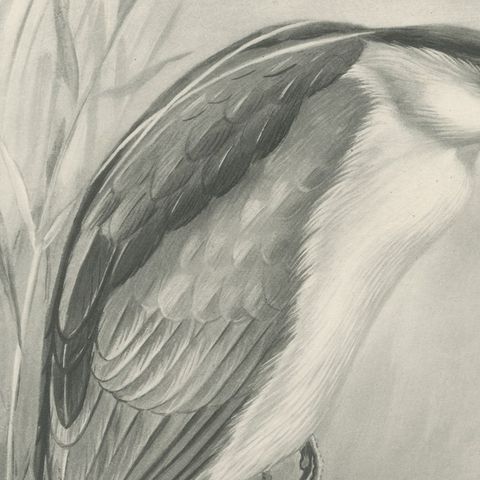 Night Heron, Antique Bird Print after Lilian Medland, circa 1909, close-up 3