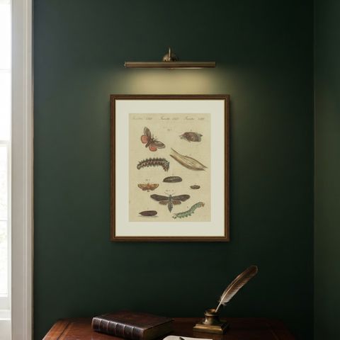 Moth Life Cycles with Caterpillars, Antique Bertuch Print, circa 1815, shown framed on a wall