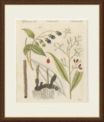 Cassia Cinnamon and Galangal Spices, Antique Bertuch Print, circa 1805, shown framed