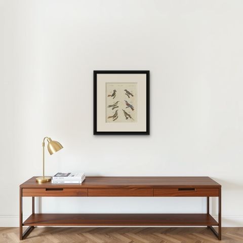 Royal Flycatcher and Bee-eaters, Antique Bertuch Print, Vienna, circa 1805, shown framed on a wall
