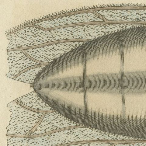 House Fly and Compound Eye Magnified, Antique Bertuch Print, circa 1805, close-up 3