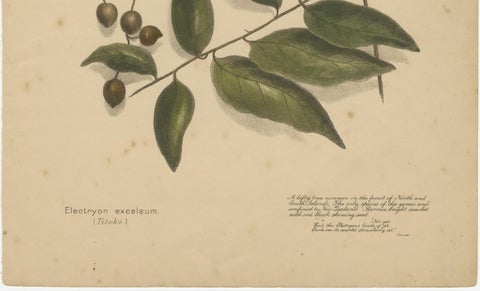 New Zealand Native Berry Plants, Set of Three Hand-Colored Lithographs, 1890, close-up 2