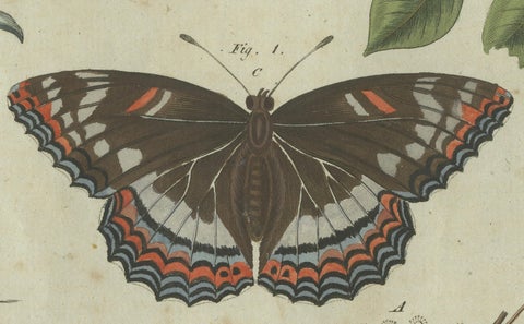 Exquisite Depiction of Butterflies and Caterpillars: A Hand-Colored Engraving, close-up 3