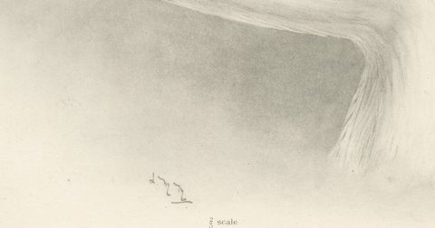 Heads of the Wild Swans, Antique Bird Print after Lilian Medland, circa 1909, close-up 1