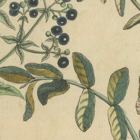 Antique Handcolored Engraving of Medicinal Plants, c.1800, close-up 6