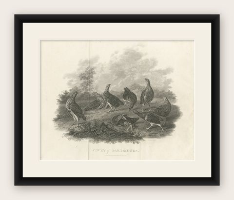 Antique Bird Print of a Covey or Small Group of Partridges, shown framed