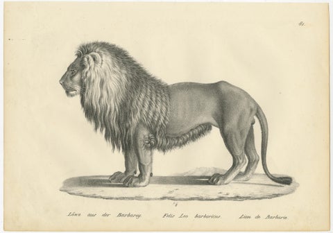 Set of 2 Antique Prints of a Barbary Lion and Lioness by Brodtmann, view 2