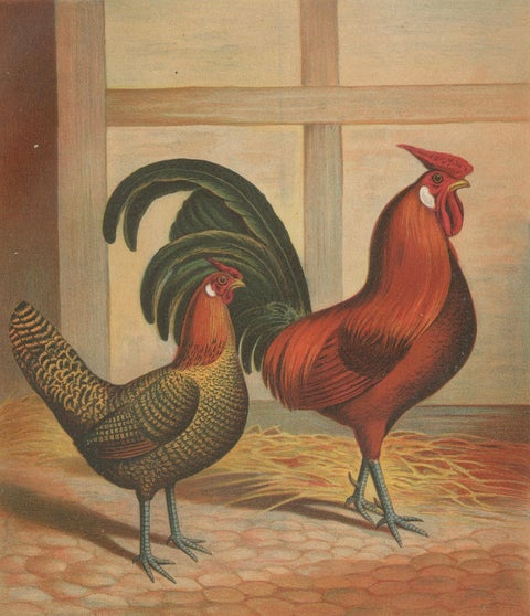 The Majestic Golden Penciled Chicken - A Rare 19th Century Poultry Lithograph, close-up 4