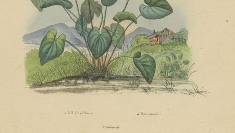 Pair of French Butterfly Engravings with Caterpillars by E. Guérin, 1835, close-up 1