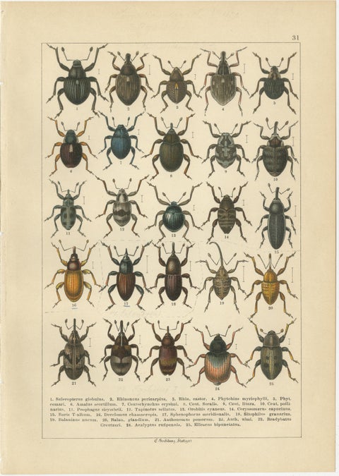 Antique Weevil Beetle Chromolithographs, Curculionidae Plates, Calwer 1893, view 6