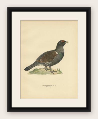 Antique Bird Print of the Western Capercaillie 'Male' by Von Wright, 1929, shown framed