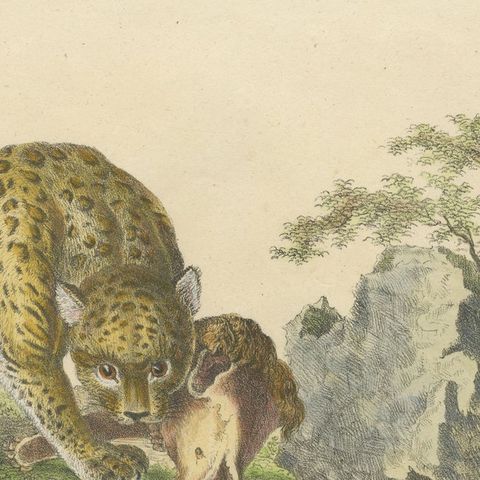 Antique Jaguar & Cougar Lithograph by Karl Joseph Brodtmann, 1816, close-up 6