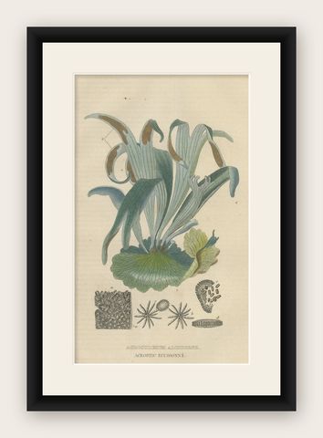 The Golden Leather Fern - An Antique Masterpiece of Botanical Illustration, 1845, shown framed