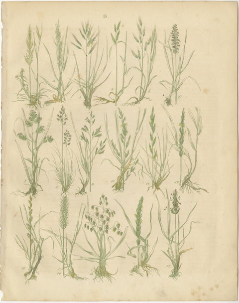 Antique Oats and Wild Grasses Prints, Botanical Lithographs, 1852, view 4