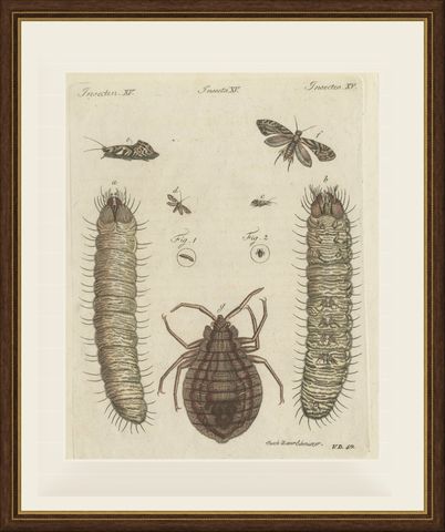 Magnified Insect Larvae and Small Moths, Antique Bertuch Print, circa 1805, shown framed