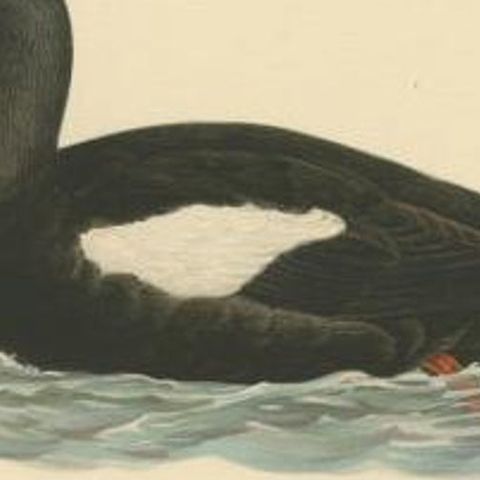 Antique Bird Print of the Black Guillemot by Von Wright, 1929, close-up 2