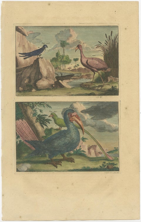 Colored Antique Print of a Swallow, Kingfisher and other Birds of Indonesia, view 2