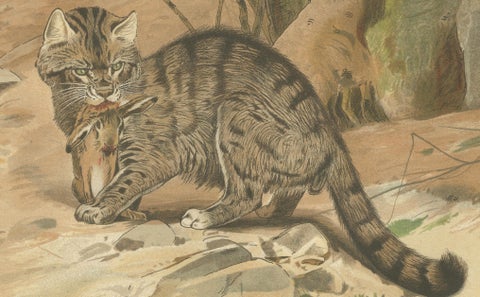 Wild Cat, Antique Zoological Print, Victorian Mammal Illustration, 1894, close-up 2