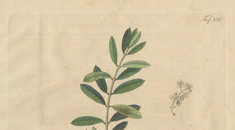 Antique Olive Botanical Print, Hand Colored Copper Engraving, c.1831, close-up 1