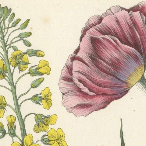 1854 Hand-Colored Botanical Lithograph of Rapeseed and Poppy, close-up 5