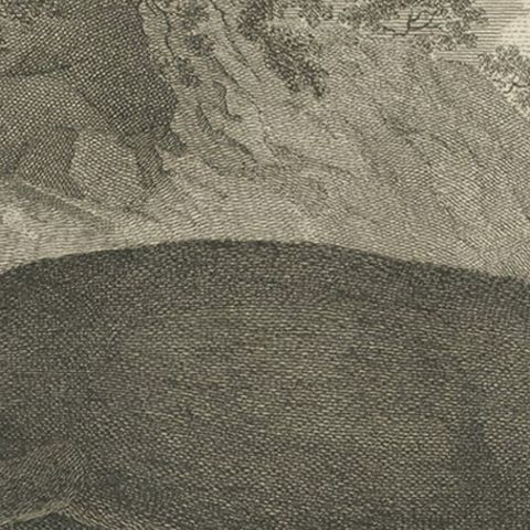 Antique Print of a Sea Otter by Cook, 1803, close-up 3