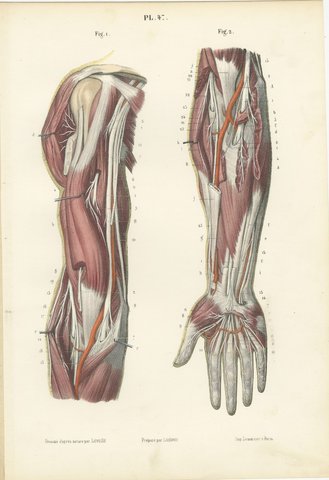 Deep Nerves of the Arm and Forearm, Antique Hirschfeld Anatomy Print, 1866, view 2