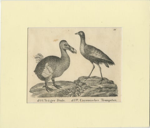 Antique Print of The Extinct Dodo and the Trumpeter Bird, 18th Century, view 2