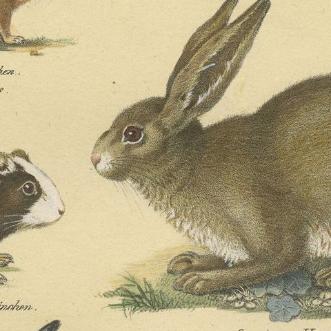 Antique Hand Colored Print of a Rabbit, Hares, Pika and Other Rodents, close-up 2